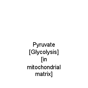 Pyruvate [Glycolysis] [in mitochondrial matrix]